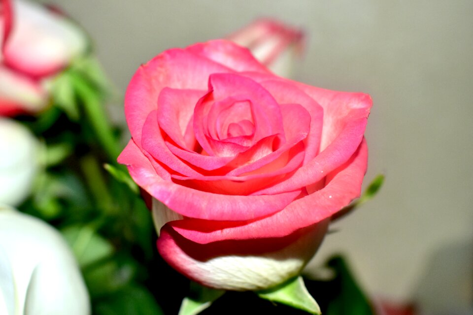 Flora romantic romance