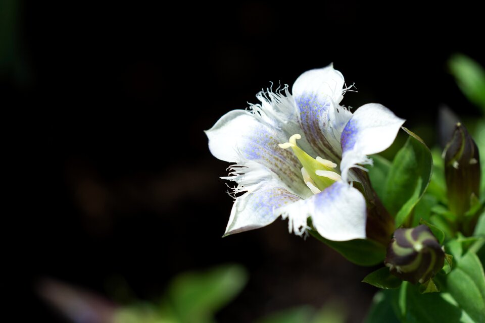 White white flower white blossom