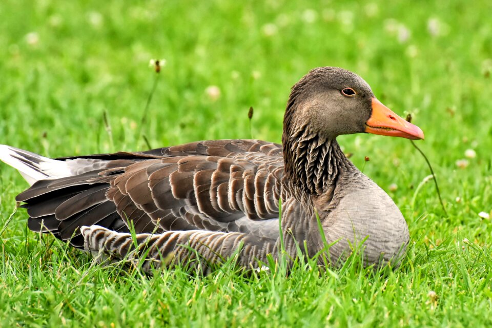 Bird nature poultry