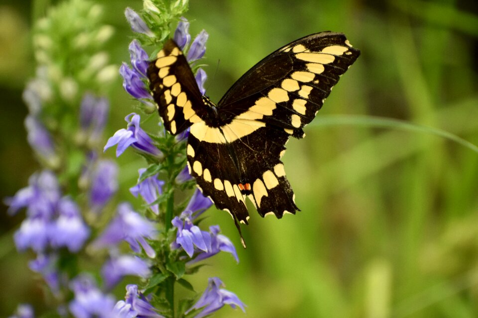 Insect summer natural