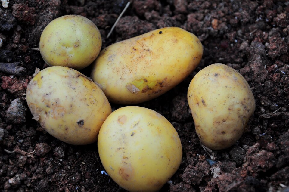 Potatoes field field garden