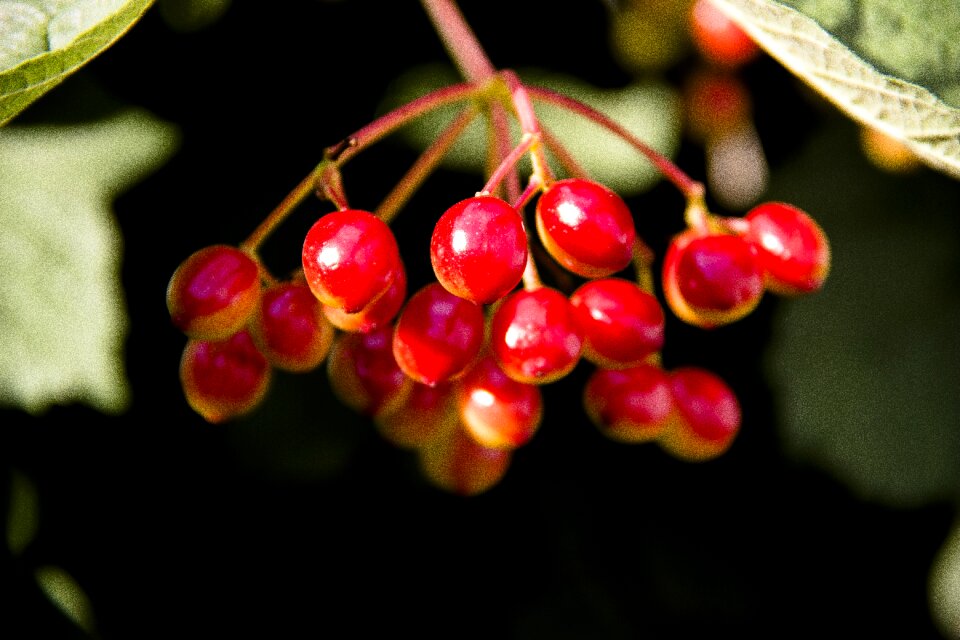 Plant leaves bush
