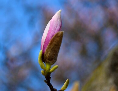 Ornamental cherry branch bloom photo