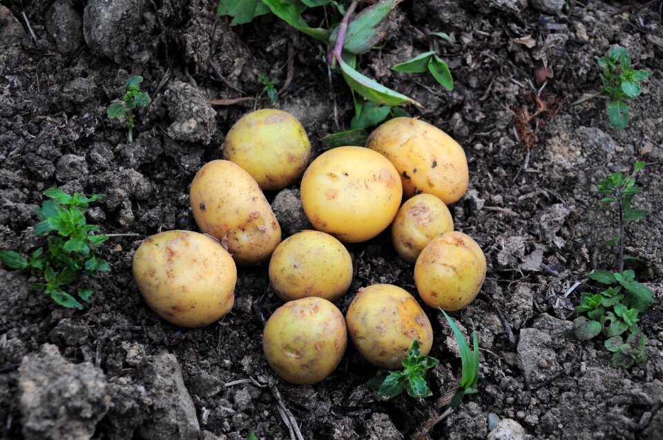 Potatoes potatoes field field
