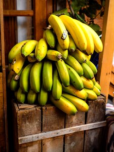 Healthy bananas tropical photo
