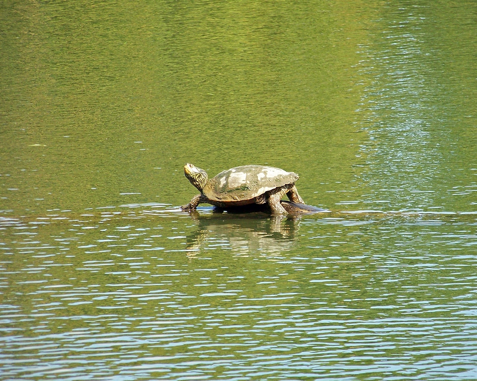 Turtle animal wildlife