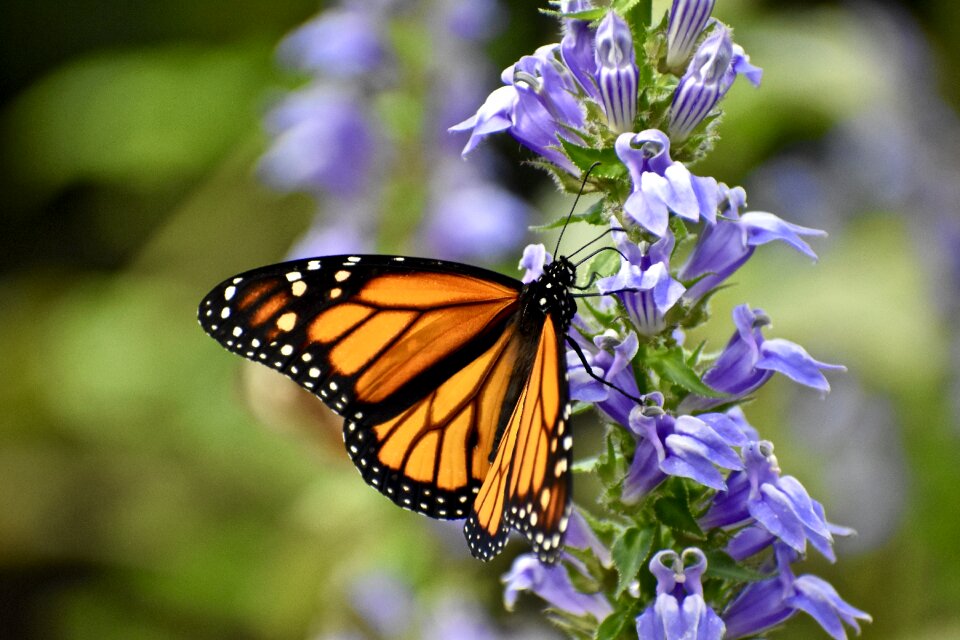 Nature summer flower