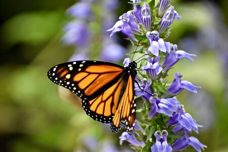 Nature summer flower photo