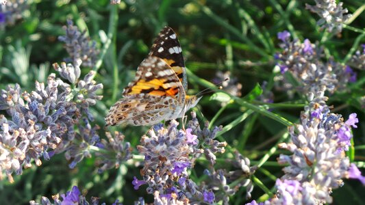 Butterflies nature butterfly