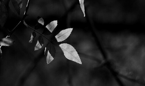 Season leaf nature photo