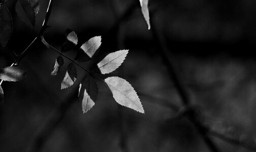 Season leaf nature