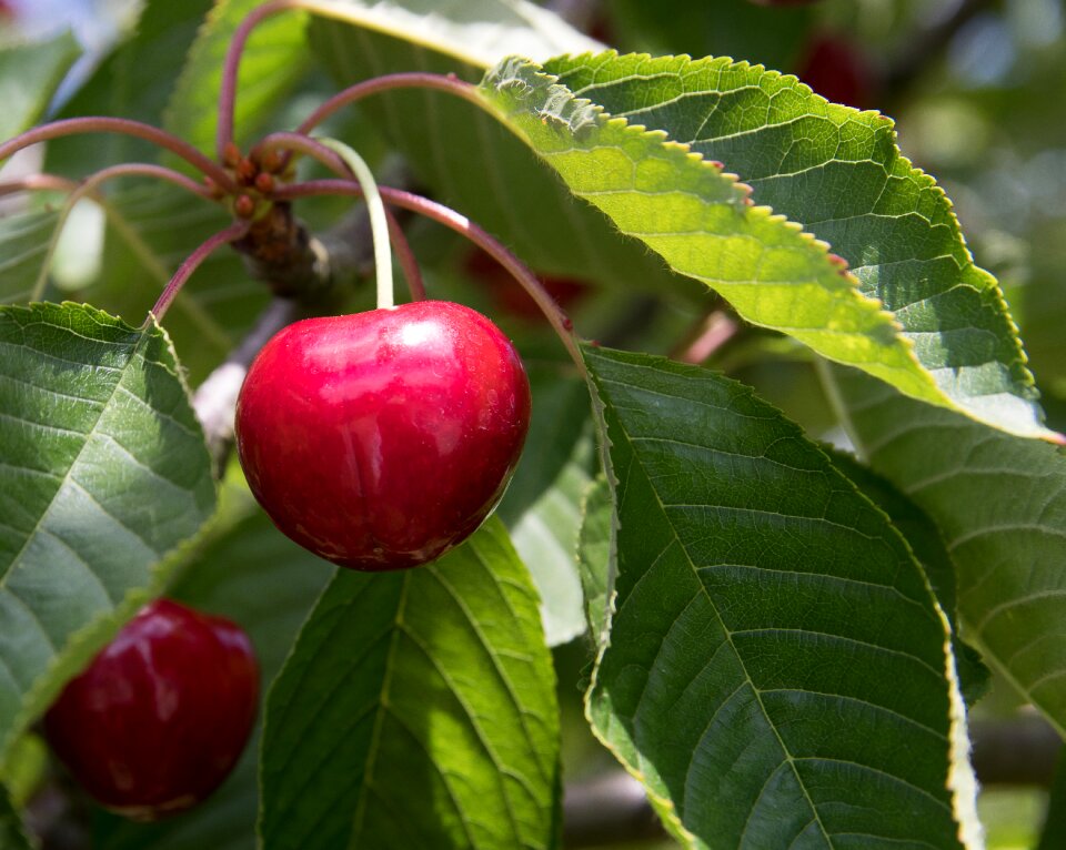 Ripe stone fruit red