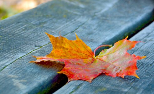 Park rest october photo