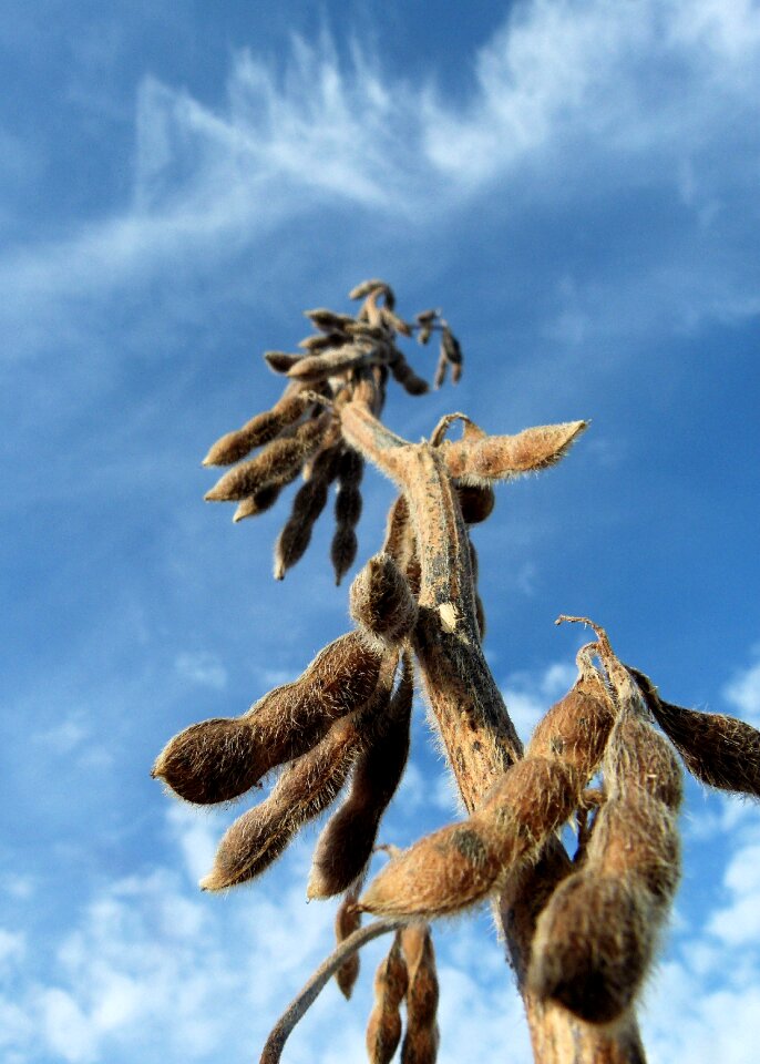 Plant harvest ripe photo