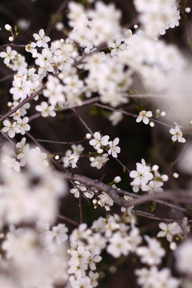 Branch tree spring