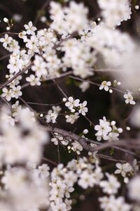 Branch tree spring