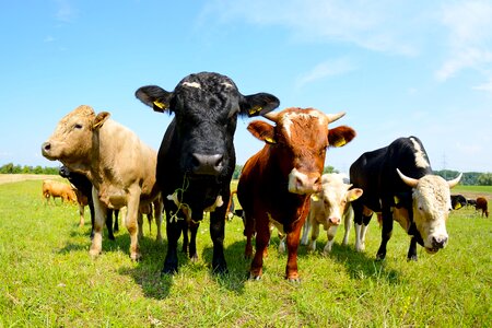 Cattle farm meadow photo