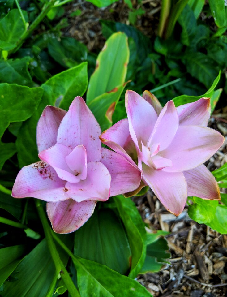 Green plant ginger