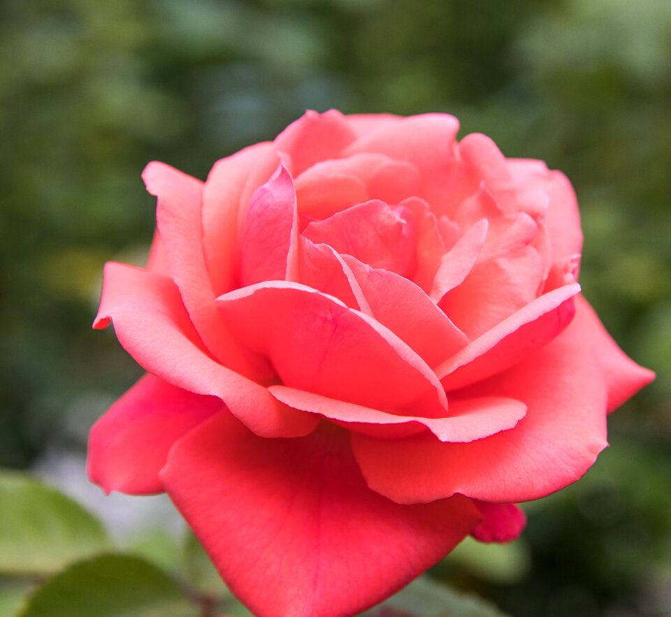 Rose bloom plant pink