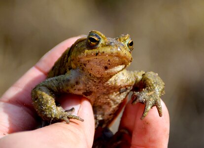 Animal portrait natural hand