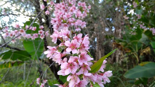 Peach flora vegetation