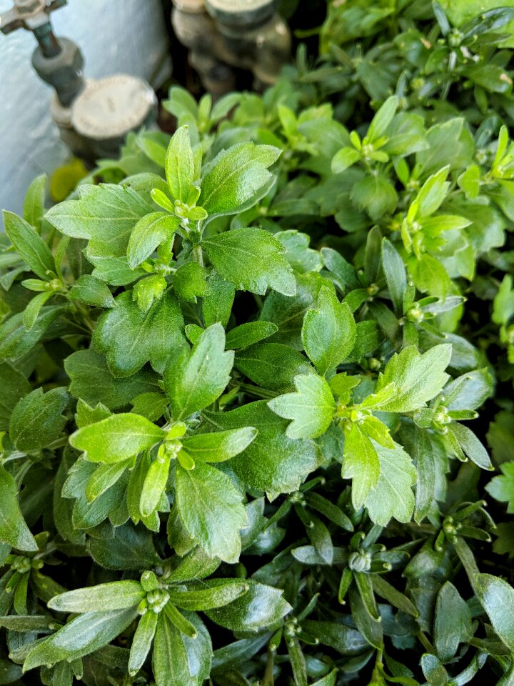 Plant chrysanthemum leaves