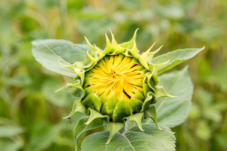 Summer flower flower plant