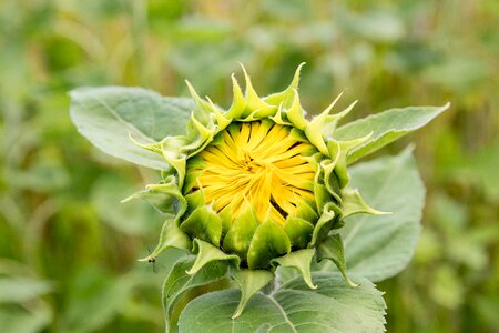 Summer flower flower plant