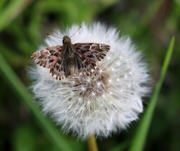Flower moth seeds photo