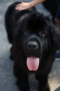 Animals each portrait