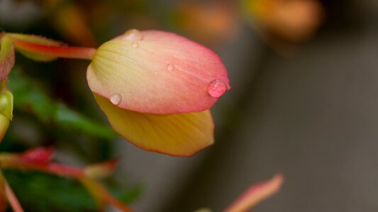 Plant summer rain