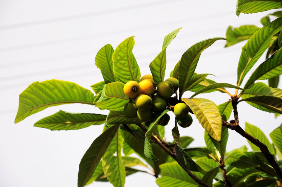 New world tree fruit fruit tree