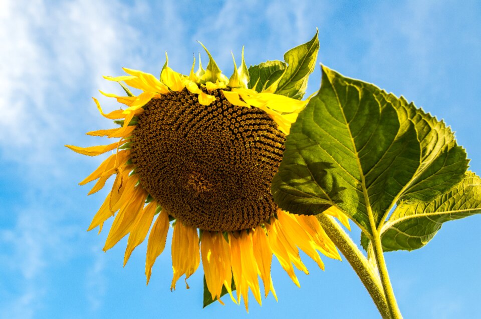 Bloom summer yellow