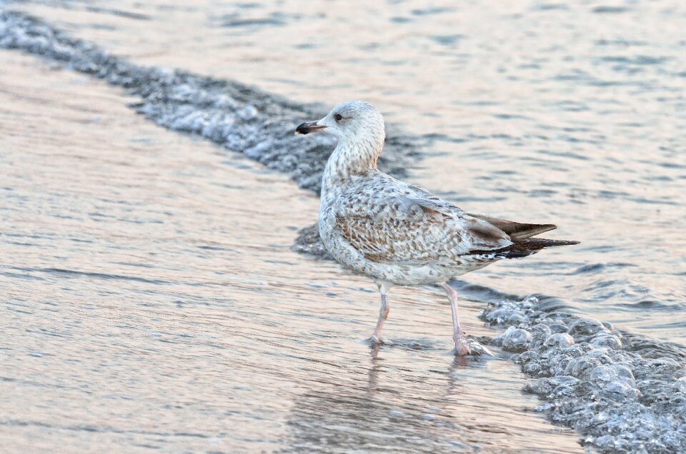Sea bird wing