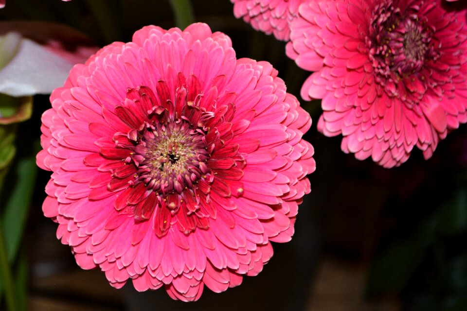 Pink flower blossom