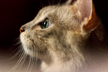Ear green eyes