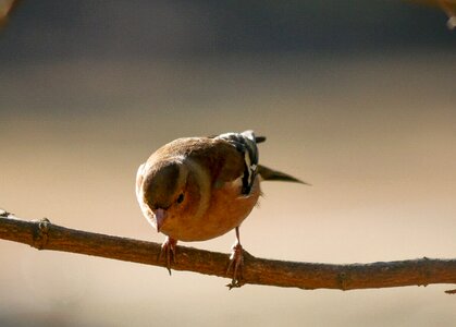 Chaffinch feather wing