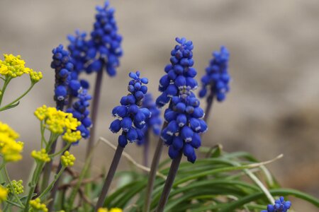 Spring garden rockery