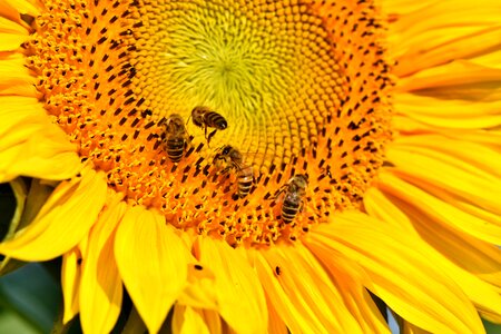 Honey bees yellow blossom photo