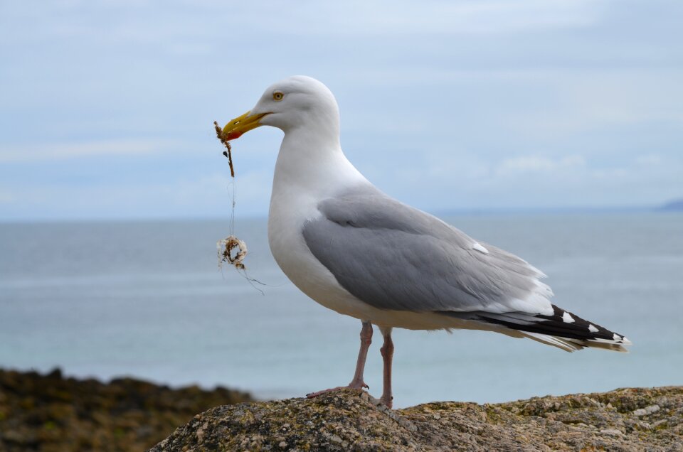 England coast nature