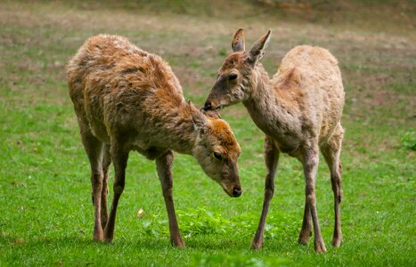 Dybowski deer tiergarten nürnberg doe