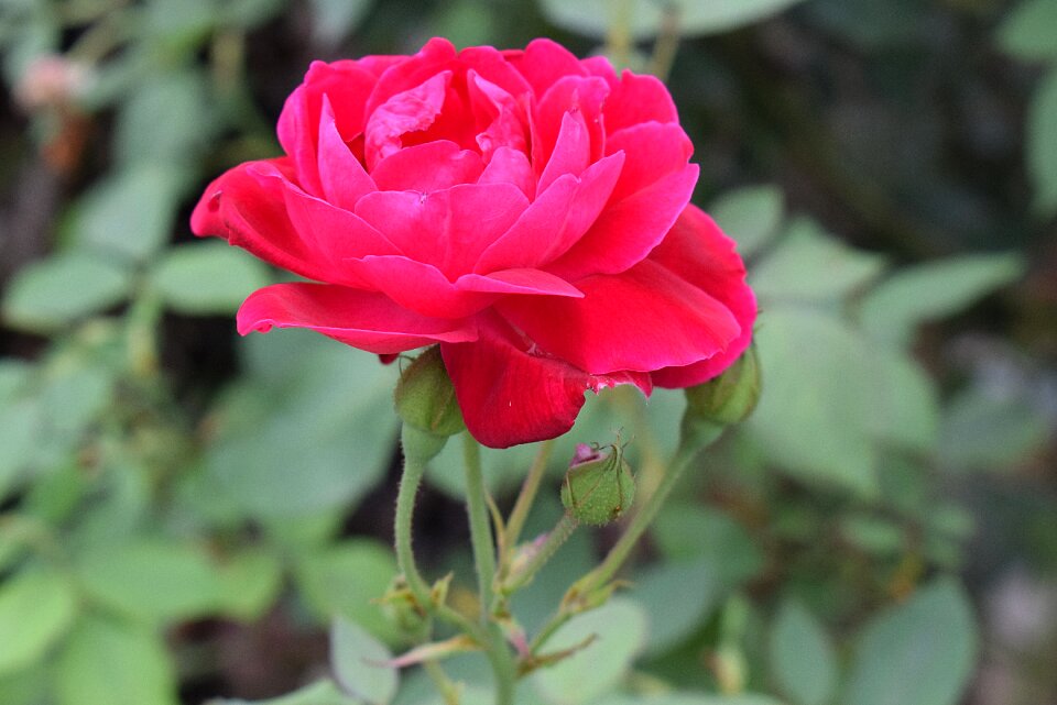 Bloom blossom pink