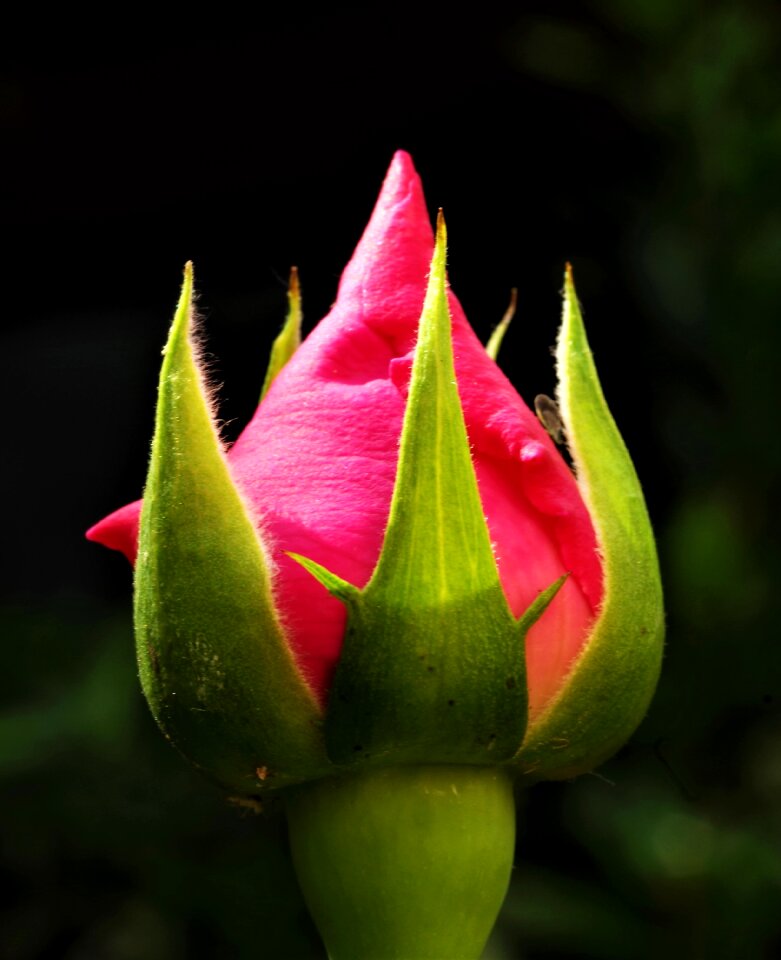 Flower rosa boccolo