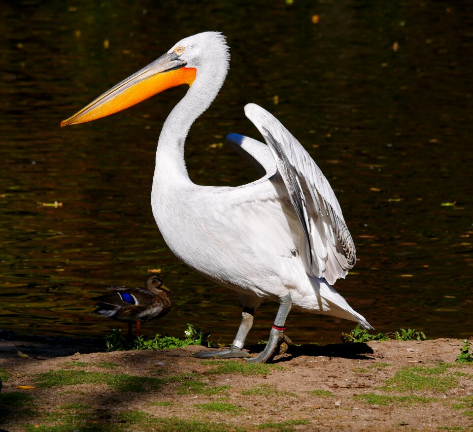 Bill water bird exotic