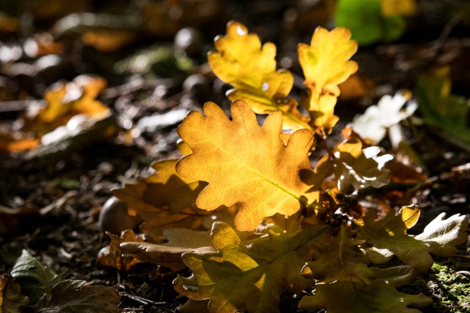 Fall color brown leaf