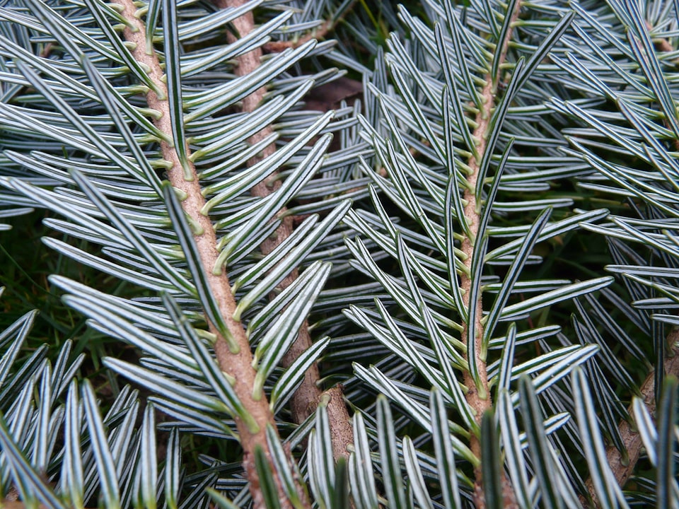 Tannenzweig pine needles fir tree