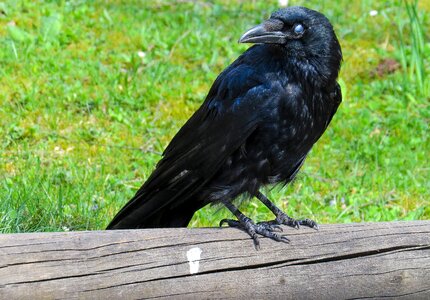 Crow curiosity trust