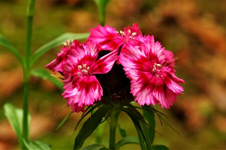 Flowers carnations carnations photo