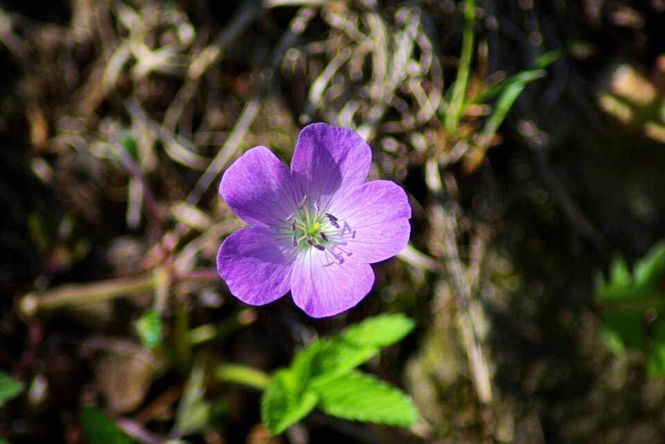Park virginia geranium