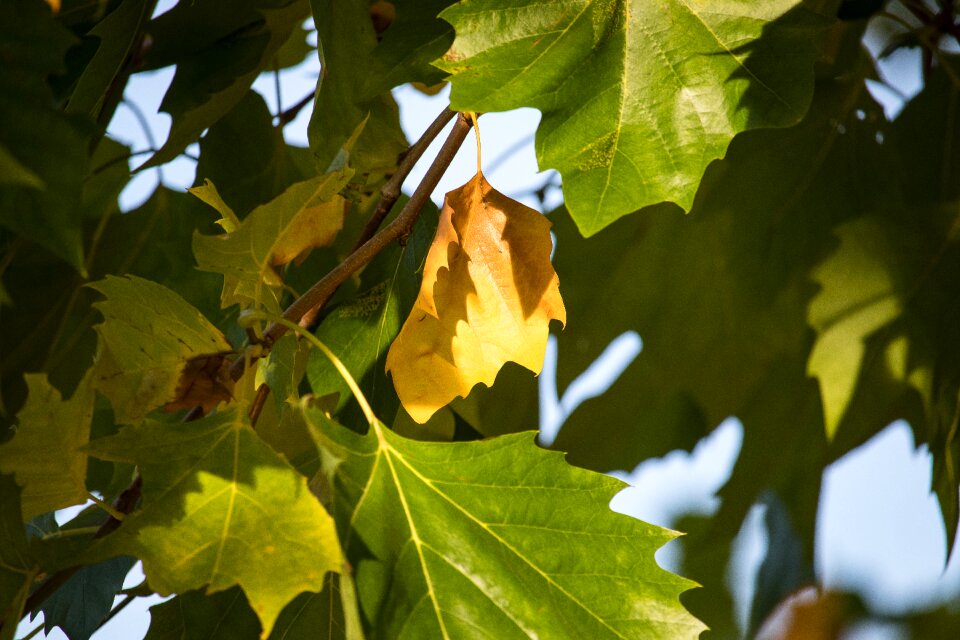Green brown fall foliage